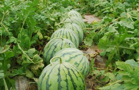 52每日大瓜视频.热门大瓜每日必吃大瓜,紧跟热点，畅享52每日大瓜视频盛宴